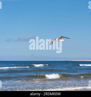 Junge Heringsmull, Larus argentatus, die entlang der polnischen Ostseeküste fliegt Stockfoto