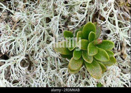 Kuhbeeren (Vaccinium vitis-idaea), umgeben von Rentierflechten (Cladonia portentosa), die neben dem Ponypfad, Beinn Eighe NNR, Schottland, wachsen Stockfoto