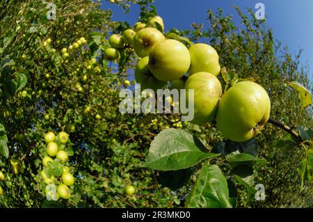 Krabbenäpfel (Malus sylvestris) Weitwinkelblick, Berwickshire, Schottland, Oktober 2006 Stockfoto