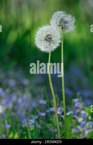 Löwenzahn (Taraxacum sect vulgaria) von zwei Pflanzen, die am Waldrand wachsen, Three Hagges Wood Meadow, North Yorkshire, England, Juni 2021 Stockfoto