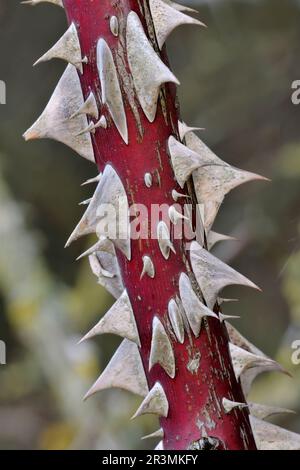 Hunderose (Rosa canina) Nahaufnahme des Stamms einer reifen Pflanze mit Dornen, Berwickshire, Schottische Grenzen, Schottland, Januar 2021 Stockfoto