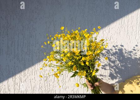 Leuchtend gelber Strauß von Butterblumen in der Hand eines Kindes gegen einen weißen Wallstein Stockfoto