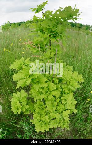 Englische Eiche (Quercus robur), frische Blätter auf dem Sapling, gepflanzt in Three Hagges Wood Meadow, North Yorkshire, England, Juni 2021 Stockfoto