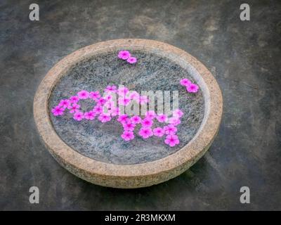 Rosa Blumen in einer Zen-Schüssel. Konzentrieren Sie sich auf Phlox-Blütenblätter, die in einem Granitwasser mit matt grauem Bodenhintergrund schweben. Stockfoto