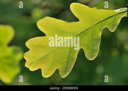 English Oak (Quercus robur): Nahaufnahme von frischem, hinterleuchtetem Blatt auf dem im Three Hagges Wood Meadow, North Yorkshire, England, gepflanzten Sapling, Juni 2021 Stockfoto