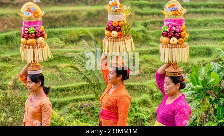 Ubud, Bali - 29. Juli 2016. Drei balinesische Frauen in einem Reiskorb in traditioneller zeremonieller Kleidung balancieren hohe Obstkörbe. Stockfoto