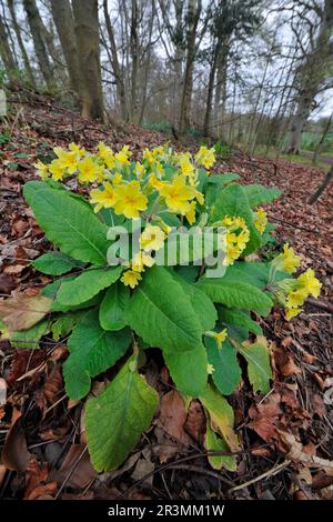 Falsche Oxlip (Primula veris x vulgaris) ganze Pflanze im Zusammenhang mit dem Anbau in einem Laubwald, Roxburghshire, Schottland Stockfoto