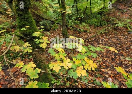 Ahornholz (Acer Campestre) Blätter auf niedrigen Zweigen von Bäumen, die im Herbst in Laubwäldern, Ross-shire, Schottland, von grün zu gelb wechseln; Stockfoto