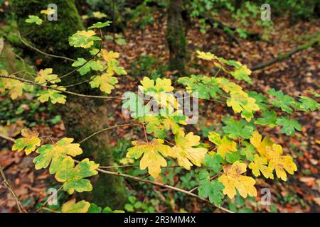 Ahornholz (Acer Campestre) Blätter auf niedrigen Zweigen von Bäumen, die im Herbst in Laubwäldern, Ross-shire, Schottland, von grün zu gelb wechseln; Stockfoto