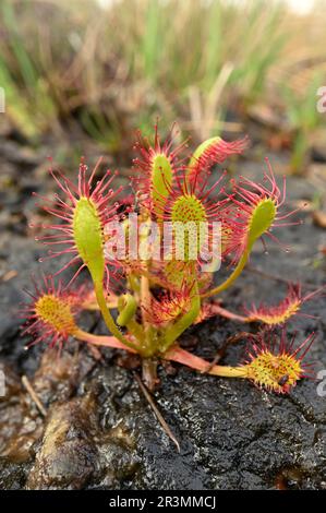 Great Sundew (Drosera anglica) Growing on exposed, wet Torf, by the Pony Path, Beinn Eighe NNR, Kinlochewe, Schottland, Mai 2022 Stockfoto