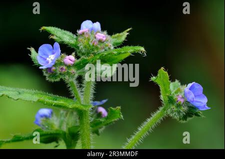 Green Alkanet (Pentaglottis sempervirens) Nahaufnahme von Blumen, die am Rand eines Laubwaldes in Berwickshire, Schottland, fotografiert wurden. Stockfoto
