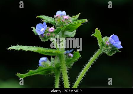 Green Alkanet (Pentaglottis sempervirens) Nahaufnahme von Blumen, die am Rand eines Laubwaldes in Berwickshire, Schottland, fotografiert wurden. Stockfoto