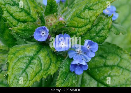 Green Alkanet (Pentaglottis sempervirens) Nahaufnahme von Blumen, die am Rand eines Laubwaldes in Berwickshire, Schottland, fotografiert wurden. Stockfoto