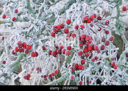 Hawthornbeeren (Crataegus monogyna), die auf mit Lichen überzogenen Zweigen in Hedgerow, Berwickshire, Schottland, mit Heufrost überzogen sind Stockfoto