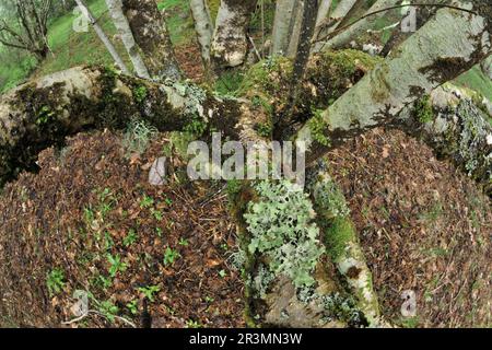 Hazel (Corylus avellana) Sträucher mit Krustosen, Flechten, Moosen und Leberwürzen, die auf Ästen wachsen, in der Nähe des Besucherzentrums, Beinn Eighe Stockfoto
