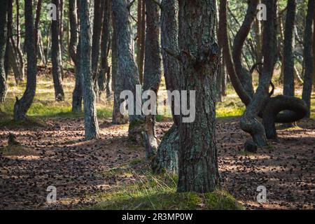 Landschaft des tanzenden Waldes. Es ist ein Kiefernwald an der Kurischen Nehrung in der Oblast Kaliningrad, Russland bekannt für seine ungewöhnlich verdrehten Bäume Stockfoto