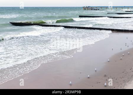 Blick auf den Strand mit Uferwasser und hölzernen Wellenbrechern an einem bewölkten Tag, Foto der Ostseeküste. Zelenogradsk, Oblast Kaliningrad, Russ Stockfoto