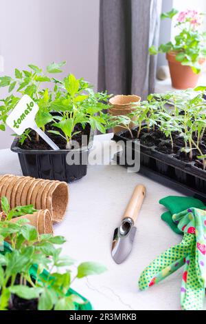 Junge grüne Setzlinge von Tomaten in Kunststoffbehältern, ausstechen, Setzlinge aus Kunststoffbehältern in Torftöpfe umpflanzen Stockfoto