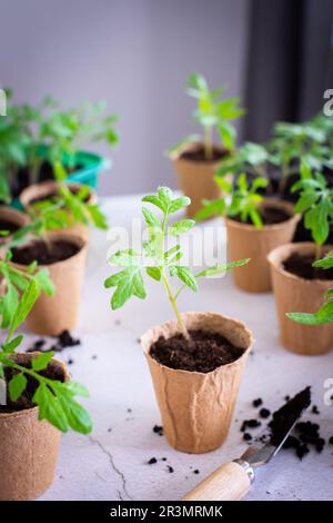 Junge grüne Setzlinge von Tomaten in umweltfreundlichen Töpfen, ausstechen, Setzlinge aus Kunststoffbehältern in Torftöpfe umpflanzen Stockfoto