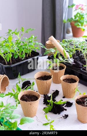 Junge grüne Setzlinge von Tomaten in Kunststoffbehältern, ausstechen, Setzlinge aus Kunststoffbehältern in Torftöpfe umpflanzen Stockfoto