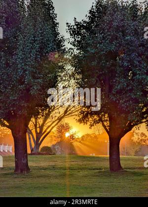 Wunderschöne Sonne zwischen zwei Bäumen bei Sonnenuntergang Stockfoto