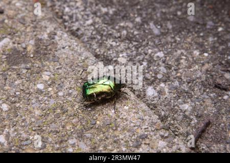 Cetonia aurata, grüne Rosenscheuern, mit wunderschöner grüner, goldener, glänzender Schale auf neutralem Hintergrund. Goldfarbener Käfer in Metallic-Farbe. Stockfoto