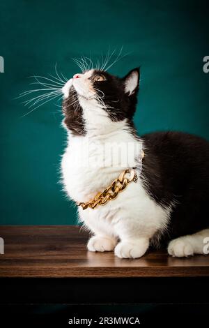 Katzenfotografie mit dunklem Hintergrund Stockfoto