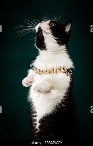 Katzenfotografie mit dunklem Hintergrund Stockfoto