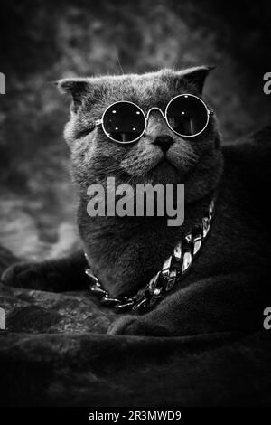 Katzenfotografie mit dunklem Hintergrund Stockfoto