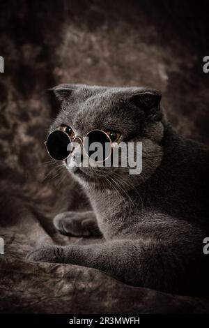 Katzenfotografie mit dunklem Hintergrund Stockfoto