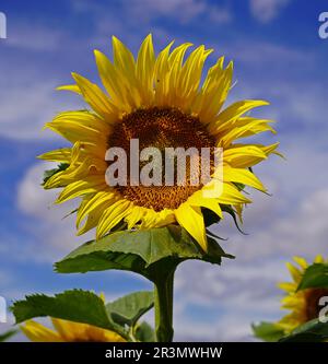 Sonnenblumen auf einem Feld im Sommer Stockfoto