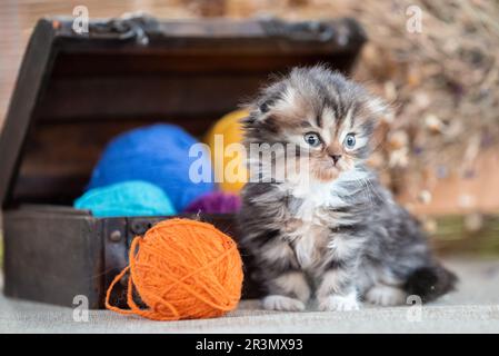 Schottisches, dreifarbiges Kätzchen in der Nähe einer dekorativen Kommode mit bunten Wollkugeln auf rustikalem Hintergrund Stockfoto