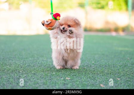 Ein pommerisches Hündchen, das mit einer weichen Spielzeugente auf einem künstlichen Rasen spielt Stockfoto