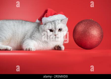 Die britische Kurzhaarkatze mit Weihnachtsmannmütze sieht sich einen großen Silvesterball auf rotem Hintergrund an Stockfoto