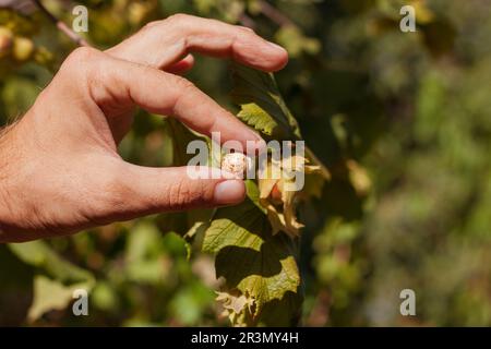 Reife Haselnüsse in der Hand des Gärtners. Bio-Öko-Haselbaum-Ast im Garten. Nüsse im Hinterhof anbauen. Ballaststoff-Protein-Vitamin-Quelle wei Stockfoto