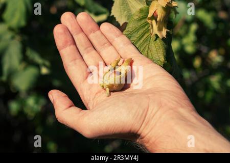 Reife Haselnüsse in der Hand des Gärtners. Bio-Öko-Haselbaum-Ast im Garten. Nüsse im Hinterhof anbauen. Ballaststoff-Protein-Vitamin-Quelle wei Stockfoto