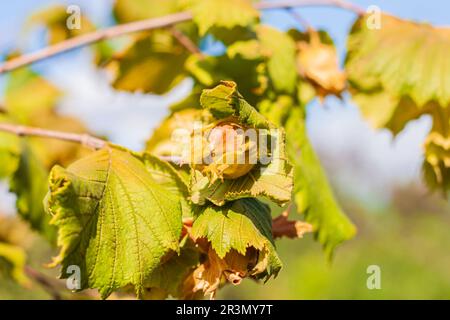 Haselnüsse reifen auf einem Ast im Garten mit Sonnenstrahlen. Nüsse sind eine gute Quelle für Ballaststoffe, Protein und Vitamine für gesunde Gewichtsabnahme di Stockfoto