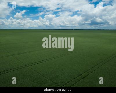 Riesige Sojabohnenplantage aus der Vogelperspektive auf die Sojabauernwirtschaft im Amazonas, Mato Grosso, Brasilien. Konzept von Umwelt, Natur, Ökologie, Klima Stockfoto