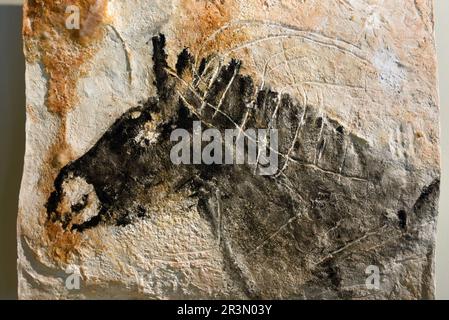 Reproduktion prähistorischer Kunst, paläolithische Wandmalerei oder Holzkohlezeichnung von Pferden aus der Cosquer Cave Villa Méditerranée Marseille Frankreich Stockfoto