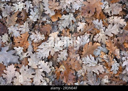 Herbstblattmuster mit Eichenblättern. Quercus robur. Stockfoto
