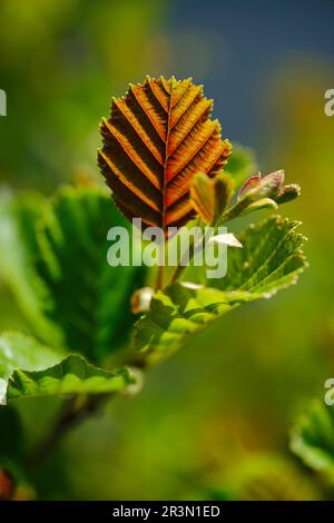 Wilde Blumen Stockfoto