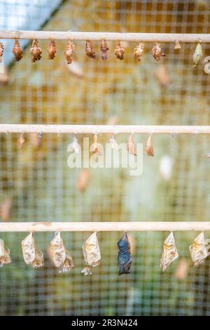 Schmetterlinge Chrysalis auf einem Zweig in der Schmetterlingsfarm im Botanischen Garten in Prag, Europa Stockfoto