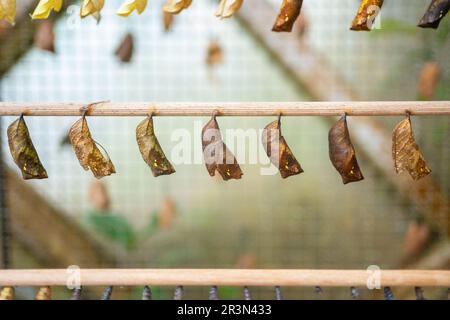 Schmetterlinge Chrysalis auf einem Zweig in der Schmetterlingsfarm im Botanischen Garten in Prag, Europa Stockfoto