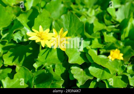 Caltha palustris, bekannt als Sumpfmarmeltier und Königspokal Stockfoto