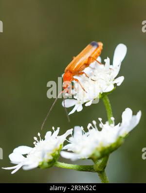 Rotkäfer auf weißer Wildblume, Rhagonycha Fulva Stockfoto