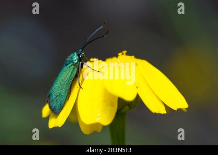 Grüne Waldmotte auf einer gelben Blume, Adscita Statices Stockfoto