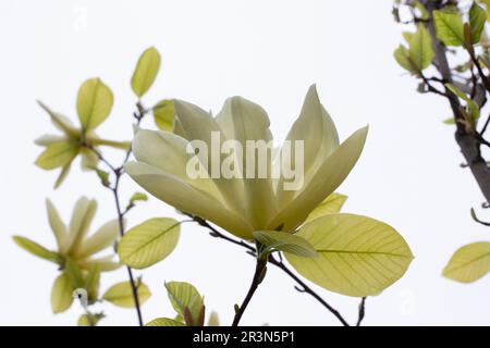 Weiße Magnolie auf weißem Hintergrund. Konzept für Fotografien. Stockfoto