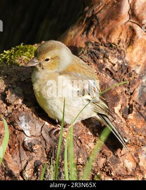 Der Spatz oder Passer domesticus sitzt auf einem Holzstück im Garten Stockfoto