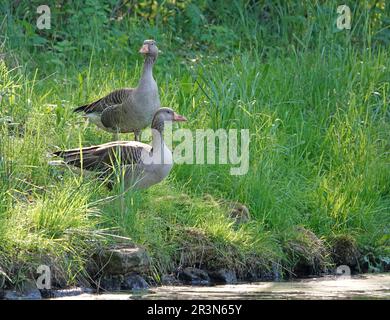 Die Gänse-Familie Greylag steht im Gras am Rand eines Teiches. Vater und Mutter schauen sich vorsichtig um. Die Jungen verstecken sich im Gras Stockfoto