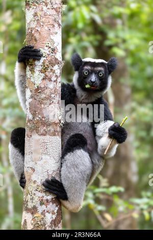 Lemur Indri, Madagaskar Wildtier. Stockfoto